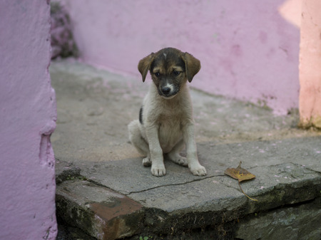 Puppy sitting on steps, Narendranagar, Tehri Garhwal, Uttarakhand, Indiaの写真素材