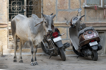 Bull standing on a street, Kishan Ghat, Jaisalmer Fort, Jaisalmer, Rajasthan, Indiaのeditorial素材