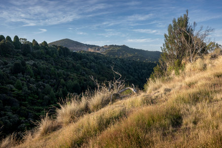 Scenic view of the countryside landscape surrounding the Town of Waratah that is built at the top of a waterfall, Tasmania, Australiaのeditorial素材