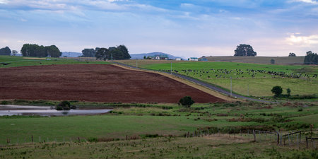 Cattle grazing in the rural landscape of Warrentinna  in north east Tasmania, Australiaのeditorial素材