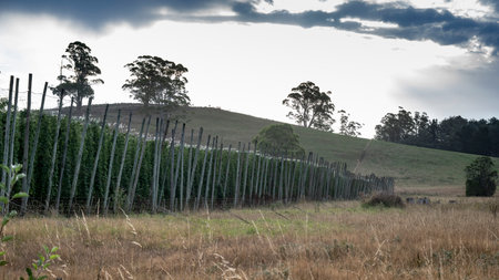 Rural landscape of Branxholm which is a scenic rural town on the banks of the Ringarooma River in north east Tasmania, Australiaのeditorial素材