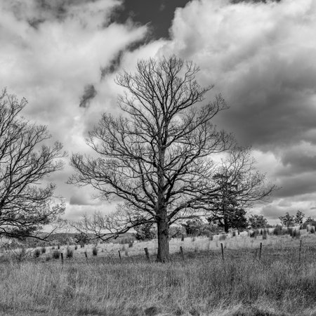 Black and white scenic landscape in the eastern region, Tasmania, Australiaのeditorial素材