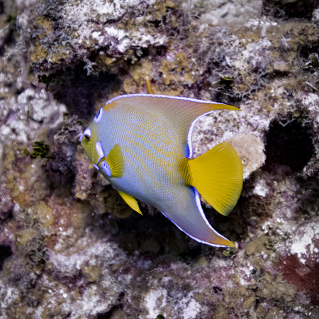 Close-up of Queen Angelfish, Roatan, Hondurasのeditorial素材