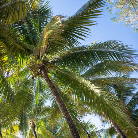 Directly below shot of coconut palm tree, Roatan, Hondurasのeditorial素材