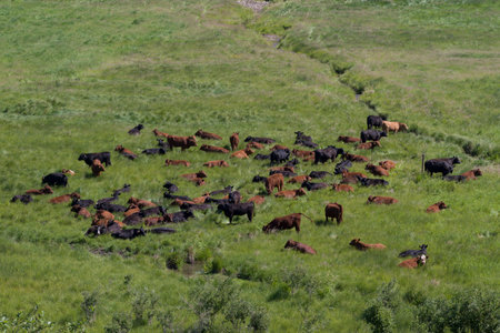 High angle view of cattle in pasture, Alberta Highway 22, Alberta, Canadaのeditorial素材