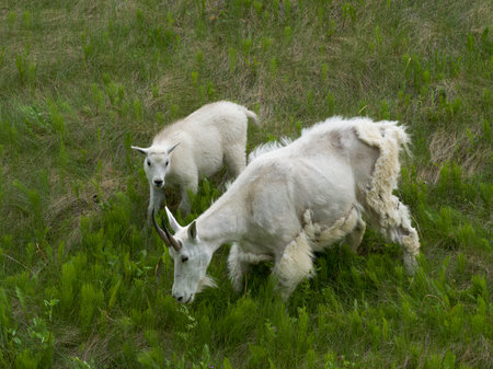 High angle view of Mountain goatï¿½(Oreamnos americanus) with its kid in field, Icefields Parkway, Jasper, Alberta, Canadaのeditorial素材