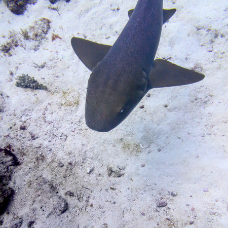 Nurse Shark, Silk Caye, Placencia, Belizeのeditorial素材