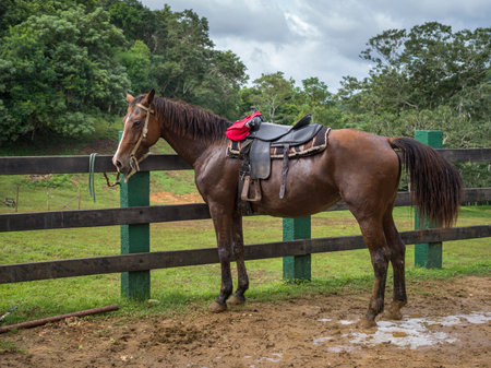 Horse at ranch, Chaa Creek Road, Chaa Creek Nature Reserve, San Ignacio, Belizeのeditorial素材