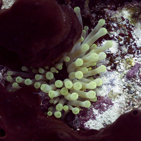 Close-up of sea anemone, Belizeのeditorial素材