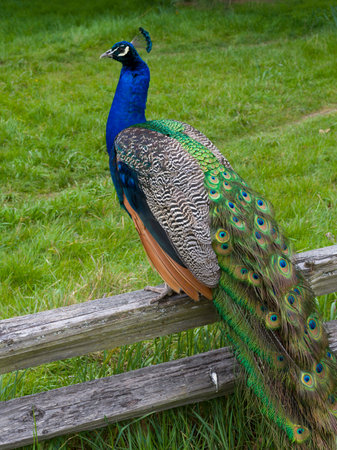Close-up of a peacock on a wooden fence, Beacon Hill Park, Fairfield, Victoria, British Columbia, Canadaのeditorial素材
