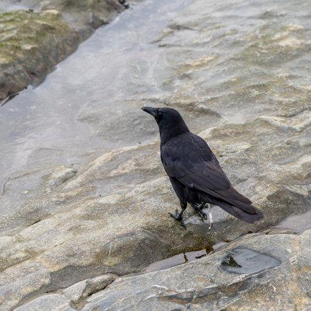 High angle view of raven on Spiral Beach, Victoria, British Columbia, Canadaのeditorial素材