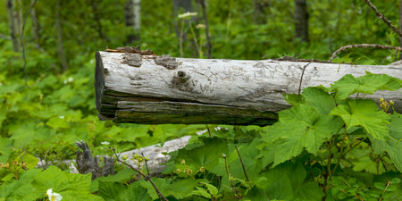 Close-up of wood and leaves, Waterton Lakes National Park, Alberta, Canadaのeditorial素材