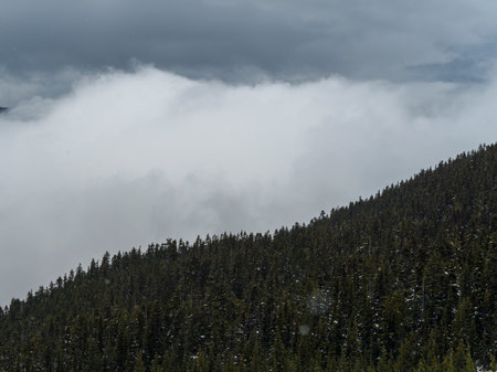 Pine trees on mountain, Whistler, British Columbia, Canadaのeditorial素材