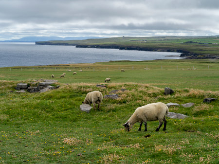 Flock of sheep grazing in a field, Downpatrick Head, Killala, County Mayo, Irelandのeditorial素材