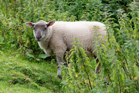 Sheep on a farm, Castlebar, County Mayo, Irelandのeditorial素材