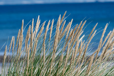 Close-up of Marram grass, Castlegregory, County Kerry, Irelandのeditorial素材