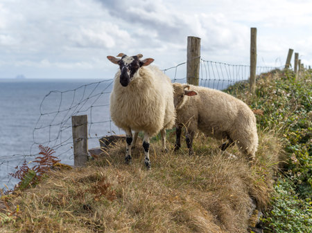 Sheep grazing along coastline, Ballyferriter, County Kerry, Irelandのeditorial素材