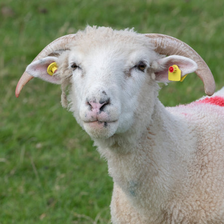 Portrait of sheep, Ballyferriter, County Kerry, Irelandのeditorial素材