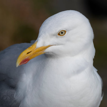 Profile view of Seagull on the coast, Ballyferriter, County Kerry, Irelandのeditorial素材