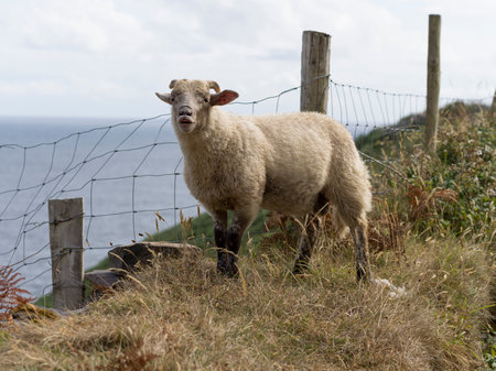 Sheep grazing along coastline, Ballyferriter, County Kerry, Irelandのeditorial素材