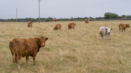 Cattle grazing in field, Headford, County Galway, Irelandのeditorial素材