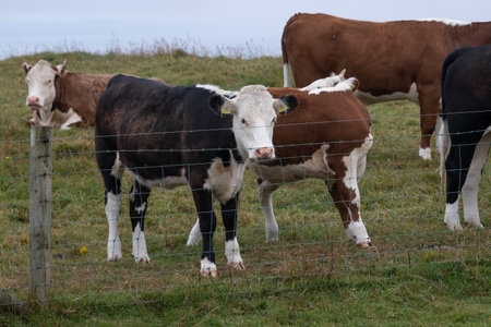 Cattle on a farm, Cliffs of Moher, Lahinch, County Clare, Irelandのeditorial素材