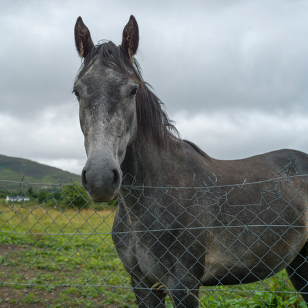 Horse looking over a fence, Crossmolina, County Mayo, Irelandのeditorial素材
