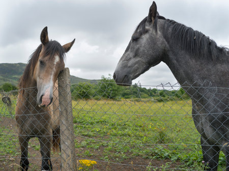 Two Horses on a farm, Crossmolina, County Mayo, Irelandのeditorial素材