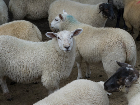 Flock of sheep in farm, Crossmolina, County Mayo, Irelandのeditorial素材