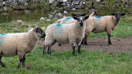 Sheep on a farm, Tuam, County Galway, Irelandのeditorial素材