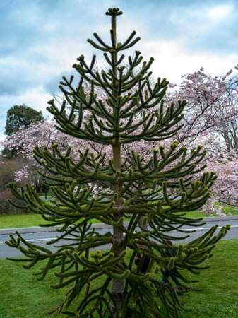 Monkey Puzzle Tree (Araucaria araucana), Beacon Hill Park, Victoria, British Columbia, Canadaのeditorial素材