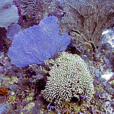 Corals underwater, Dive Site, East Wall, Belizeのeditorial素材