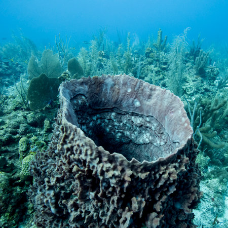 Tube Sponge Coral under water, Secret Spot, Turneffe Atoll, Belize Barrier Reef, Belizeのeditorial素材