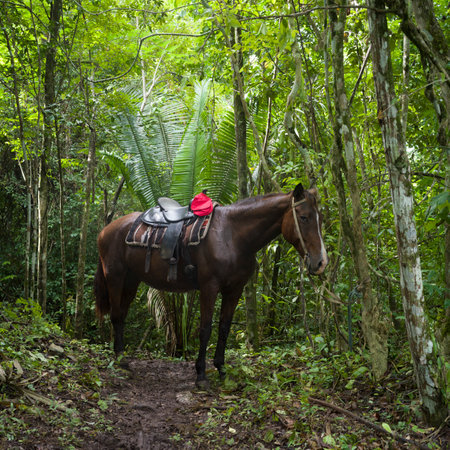 Horse in forest, Chaa Creek Road, Chaa Creek Nature Reserve, San Ignacio, Belizeのeditorial素材