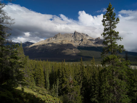 Pine trees with mountain in the background, North Saskatchewan River, Saskatchewan River Crossing, Icefields Parkway, Jasper, Alberta, Canadaのeditorial素材