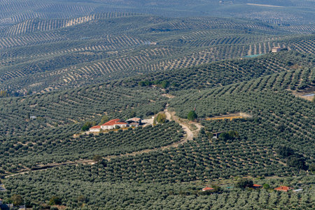 Elevated view of Olive plants growing on hill, La Iruela, Jaen Province, Spainのeditorial素材