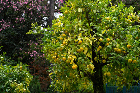 Orange trees in the garden of Alcazar Palace, Plaza De Espana, Seville, Seville Province, Spainのeditorial素材