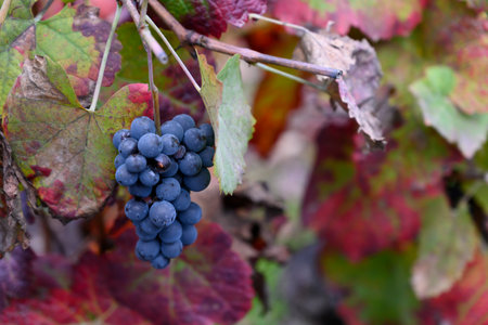 Grapes growing on vine, Peso da Rï¿½gua, Vila Real, Douro Valley, Portugalのeditorial素材