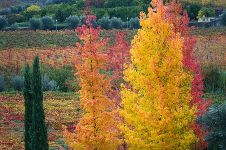 Autumn Trees in a valley, Douro Valley, Portugalのeditorial素材