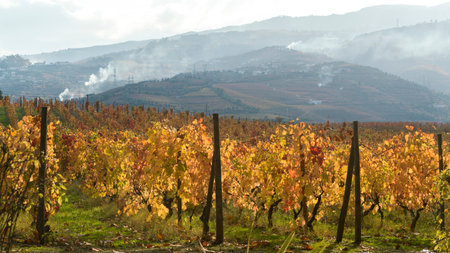 Field with mountain range in the background, Douro Valley, Portugalのeditorial素材