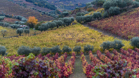 Scenic view of field in autumn, Peso da Rï¿½gua, Vila Real, Douro Valley, Portugalのeditorial素材