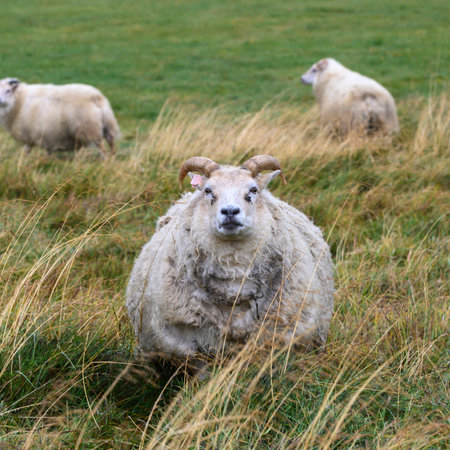 Sheep in a field, Eyja-Og Miklaholtshreppur, Western Region, Icelandのeditorial素材