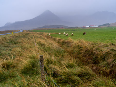 Sheep in a field, Eyja-Og Miklaholtshreppur, Western Region, Icelandのeditorial素材