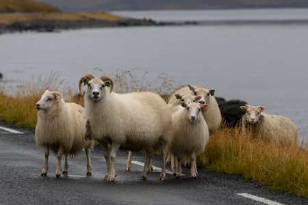Flock of sheep crossing road, Suoavï¿½k, Westfjords, Icelandのeditorial素材