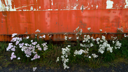 White Wild Flowers, Holmavik, Hunaï¿½ing Vestra, Northwestern Region, Icelandのeditorial素材