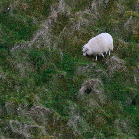 Sheep walking on a grassy hillside, Heimaey, Vestmannaeyjar, Southern Region, Icelandのeditorial素材