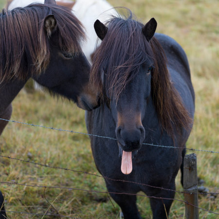 Horses standing by a fence, Hunaï¿½ing Vestra, Northwestern Region, Icelandのeditorial素材