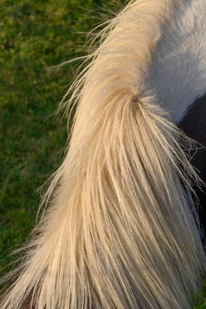 Mane of White Icelandic horse, Myrdalshreppur, Southern Region, Icelandのeditorial素材