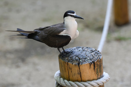 Bird perching on wooden post, Low Island, Port Douglas, Queensland, Australiaのeditorial素材