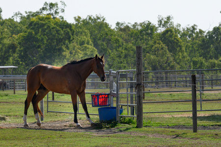 Horse on a farm, Queensland, Australia